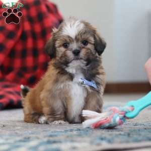 Bentley, Lhasa Apso Puppy